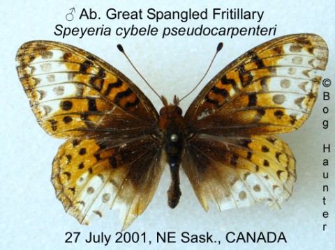 Speyeria cybele pseudocarpenteri AB (Internet Image property of respective owner, non-commercial use only)